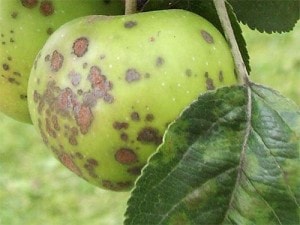 Основные причины болезней плодовых деревьев