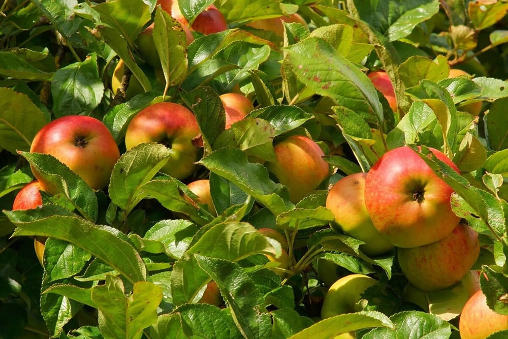 Купить яблоню в Новосибирске